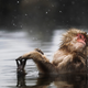 Macaco japonés. AP